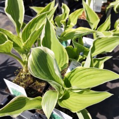 Hosta fortunei Aureomarginata / Funkia