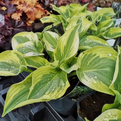 Hosta hybrid Wide Brim / Funkia