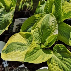 Hosta hybrid Wide Brim / Funkia