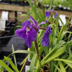 Iris sibirica / Iris
