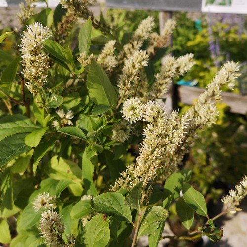 Itea virginica Little Henry / Drueved