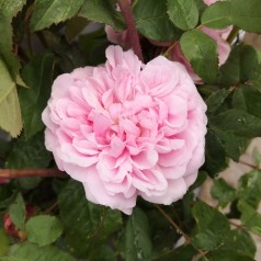 Rose Jacques Cartier - Buskrose