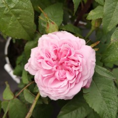 Rose Jacques Cartier - Buskrose