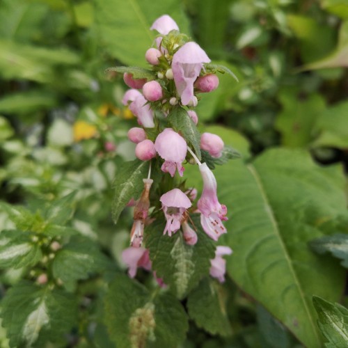 Lamium maculatum Shell Pink / Plette Tvetand