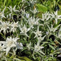 Leontopodium soul. Alpina White / Edelweiss
