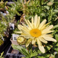 Leucanthemum superbum Banana Cream - Kæmpemargerit