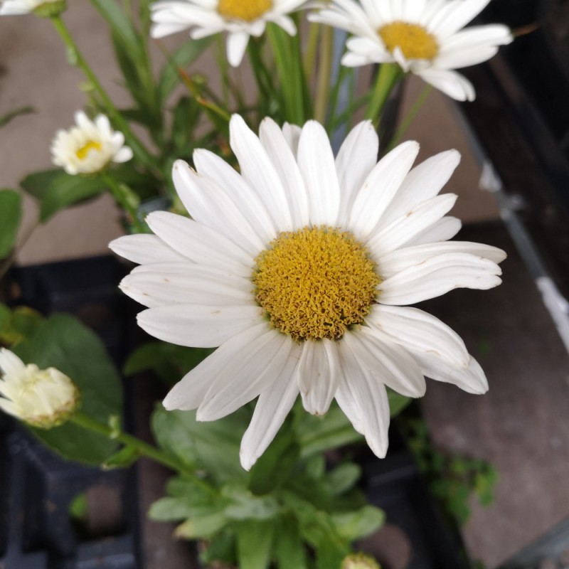 Leucanthemum superbum Becky - Kæmpemargerit