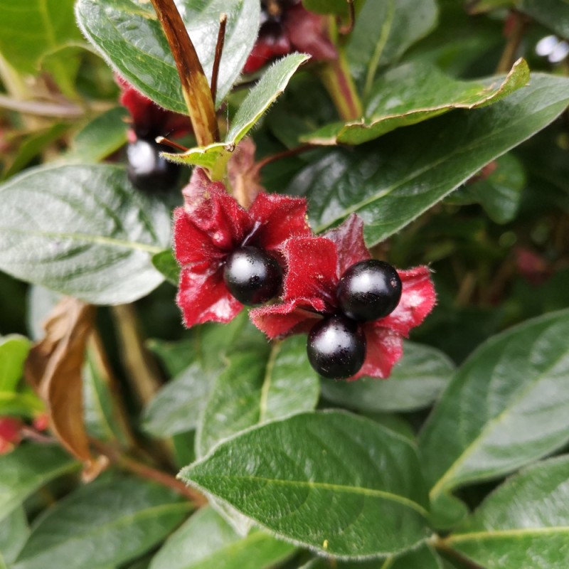 Californisk Gedeblad Vian 50-80 cm. - Bundt med 10 stk. barrodsplanter - Lonicera ledebourii Vian