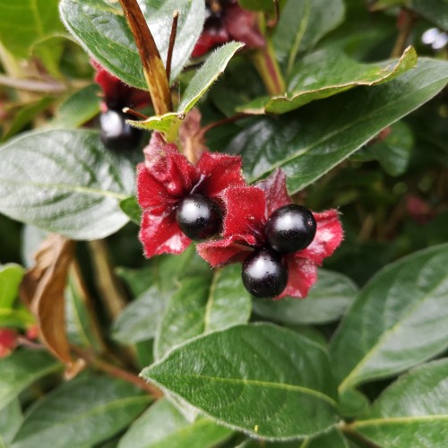 Californisk Gedeblad Vian 50-80 cm. - Bundt med 10 stk. barrodsplanter - Lonicera ledebourii Vian