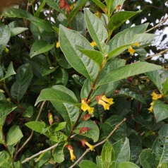 Lonicera Ledebourii Vian