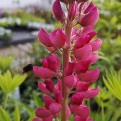 Lupinus polyphyllus Gallery Red Shades / Lupin