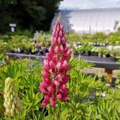 Lupinus polyphyllus Gallery Red Shades / Lupin