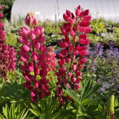 Lupinus polyphyllus Gallery Red Shades / Lupin