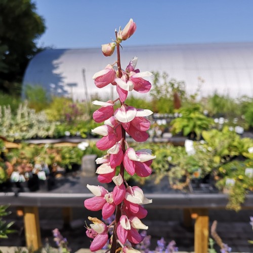 Lupinus polyphyllus Schlossfrau / Lupin