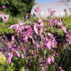 Lychnis flos-cucularis - Trævlekrone