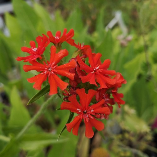 Lychnis chalcedonica - Brændende Kærlighed