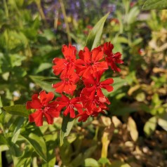 Lychnis chalcedonica - Brændende Kærlighed