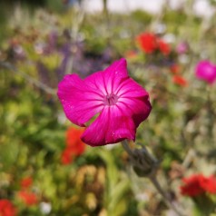 Lychnis coronaria - Haveklinte