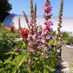 Lythrum salicaria Blush / Kattehale