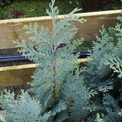 Chamaecyparis lawsoniana Columnaris Glauca - Cypres / 50-60 cm.