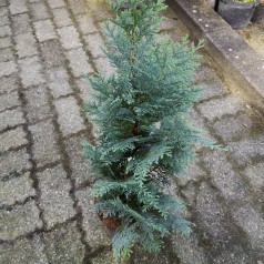 Chamaecyparis lawsoniana Columnaris Glauca - Cypres / 50-60 cm.