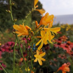 Crocosmia hybrid Georg Davidson / Montbretia