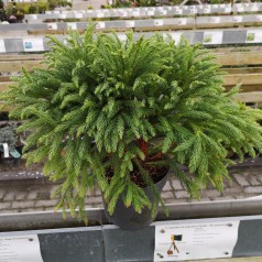 Cryptomeria japonica Globosa Nana / Kugle Kryptomeria