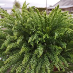 Cryptomeria japonica Globosa Nana / Kugle Kryptomeria