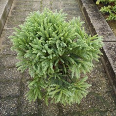 Cryptomeria japonica Globosa Nana / Kugle Kryptomeria