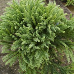 Cryptomeria japonica Globosa Nana / Kugle Kryptomeria