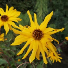 Helianthus rigidus Miss Mellish / Staude Solsikke