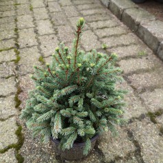 Picea glauca Echiniformis - Pindsvinegran