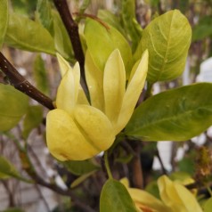 Magnolia Daphne - Magnolie