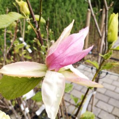 Magnolia Daybreak - Magnolie