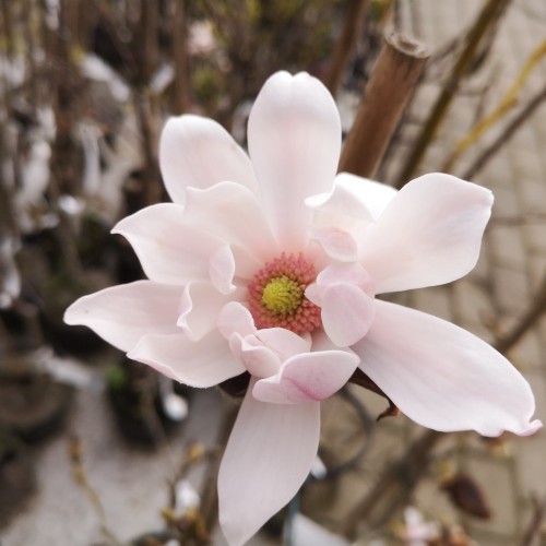 Magnolia Pink Beauty