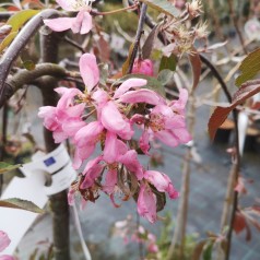 Malus Cheal's Weeping - Hængende paradisæble / 120 cm. stamme.