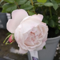 Rose Mme Pierre Oger - Historisk Rose / Barrods