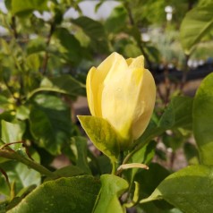 Magnolia acuminata Yellow Bird - Magnolie