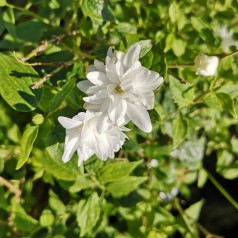 Philadelphus lemoinei Frosty Morn - Uægte Jasmin