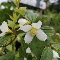 Philadelphus lemoinei Frosty Morn - Uægte Jasmin