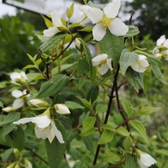 Philadelphus lemoinei Frosty Morn - Uægte Jasmin