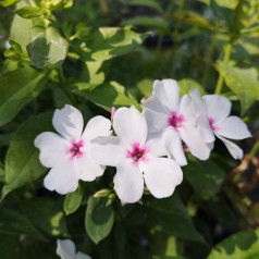 Phlox paniculata Flame White Eye / Høstfloks