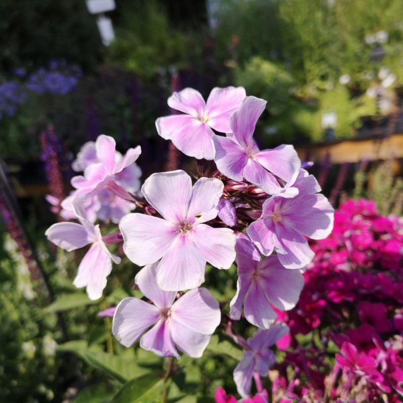 Phlox paniculata Franz Schuber / Høstfloks