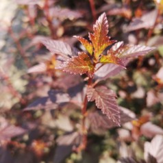 Physocarpus opulifolius Little Joker - Rød Blærespiræa