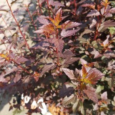 Physocarpus opulifolius Little Joker - Rød Blærespiræa