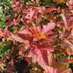 Physocarpus opulifolius Amber Jubilee (Jefam) - Blærespiræa