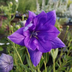 Platycodon grandiflorus Hakone Blue / Ballonklokke