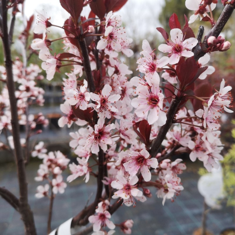 Prunus cistena - Dværg Blodblomme Prunus cistena - Dværg Blodblomme