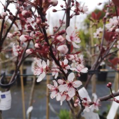 Prunus cistena - Dværg Blodblomme