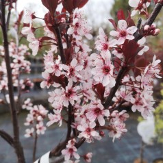 Prunus cistena - Dværg Blodblomme / 50 cm. stamme.